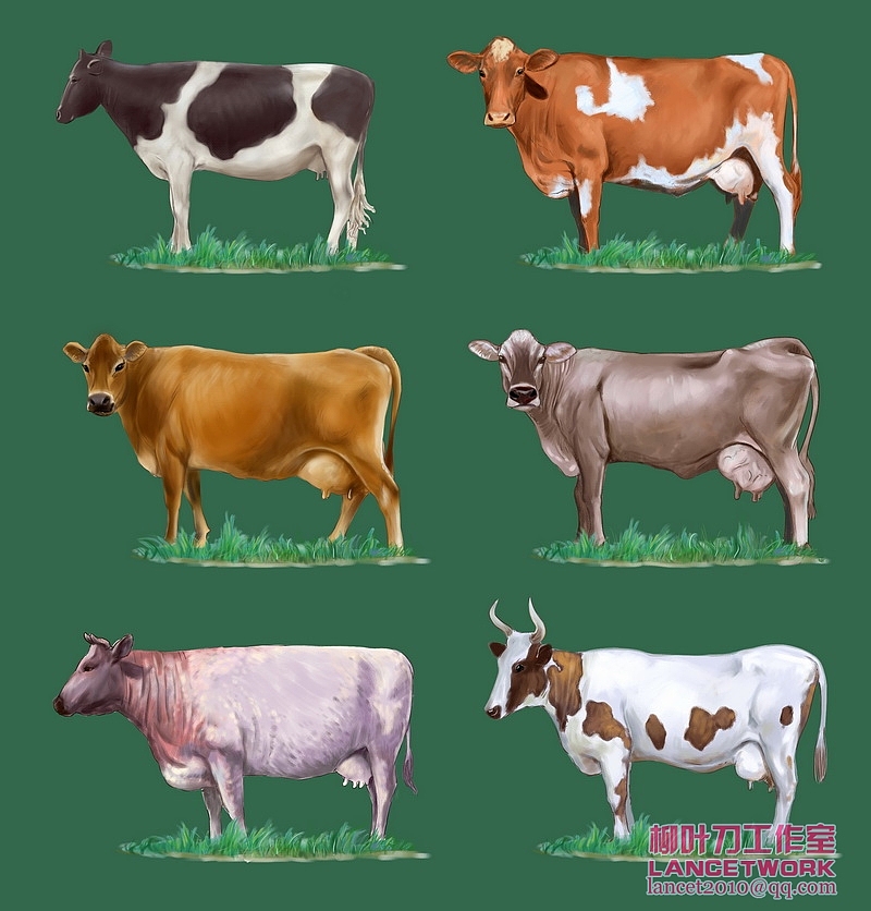 动植物插画小品