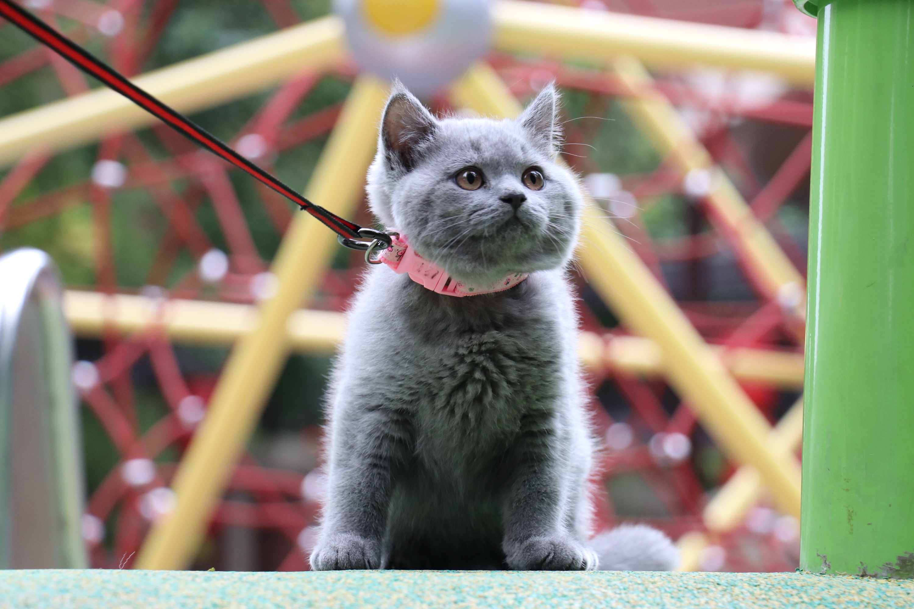 184-英短纯蓝公-浅红色脖圈 蓝猫高清照片 原创 猫片