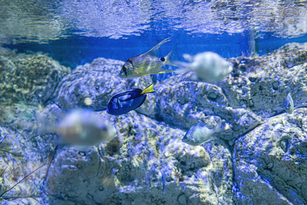 「海底蓝洞」•海洋奇梦馆（图ZMjY2MDc2OTA4） - 人像摄影 - 站酷设计师寶兒boa原创素材 - 站酷ZCOOL