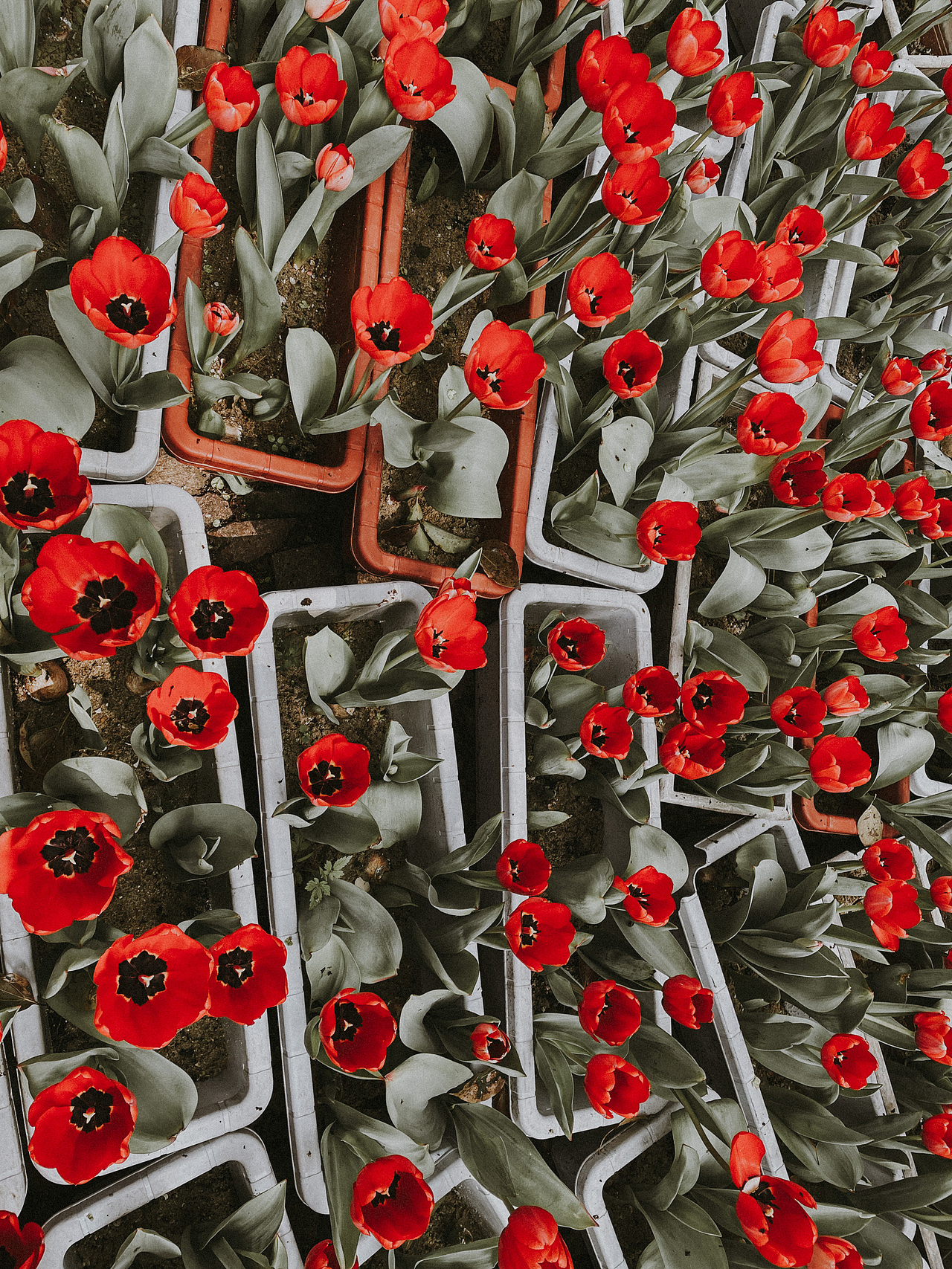 手机拍摄花卉/蝴蝶兰/郁金香（图ZMjU3NDUzMzIw） - 人文/纪实摄影 - 站酷设计师MOON大静原创素材 - 站酷ZCOOL