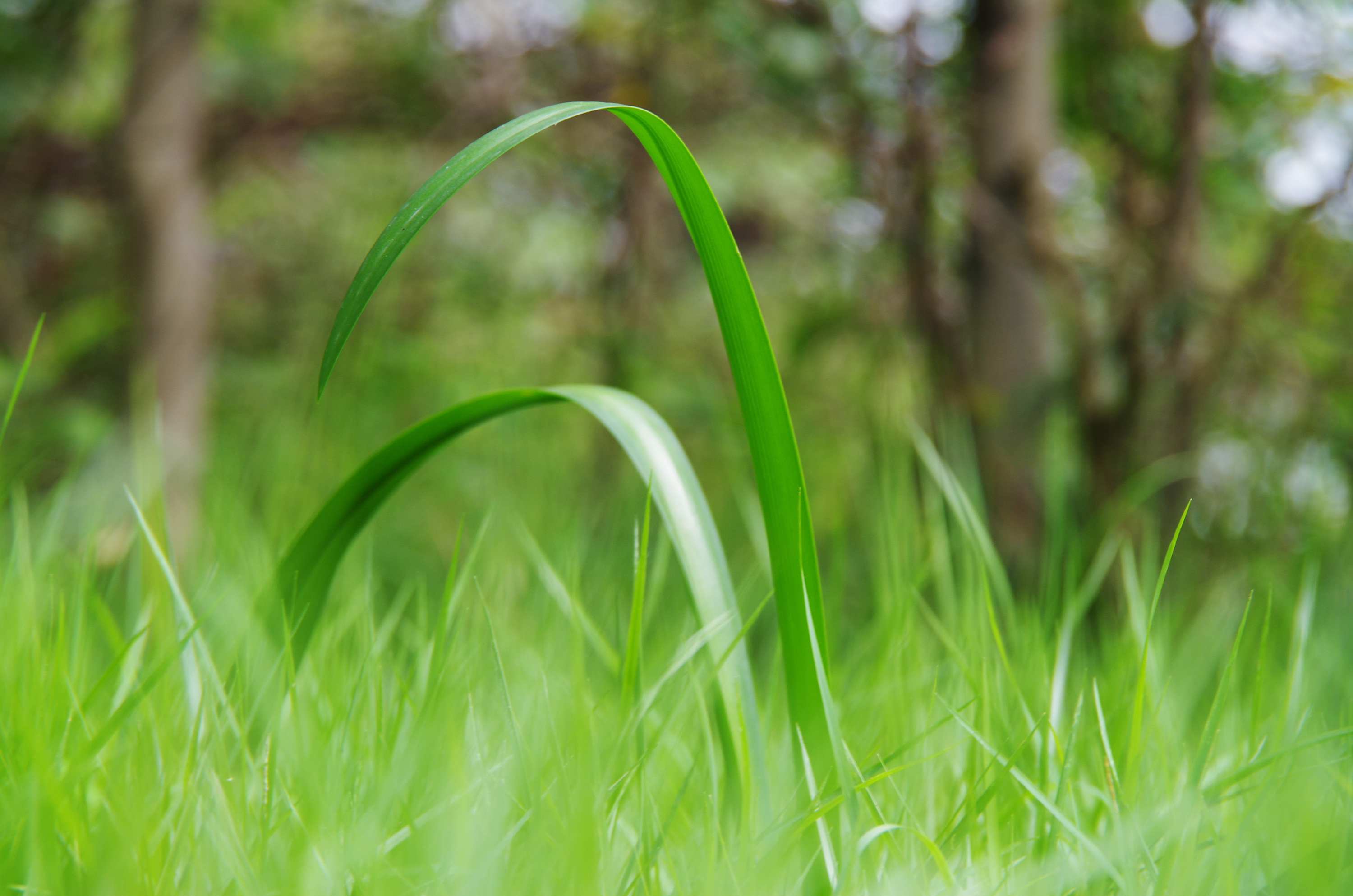 9.13一些花草和风景照