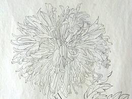 菊系列（三）