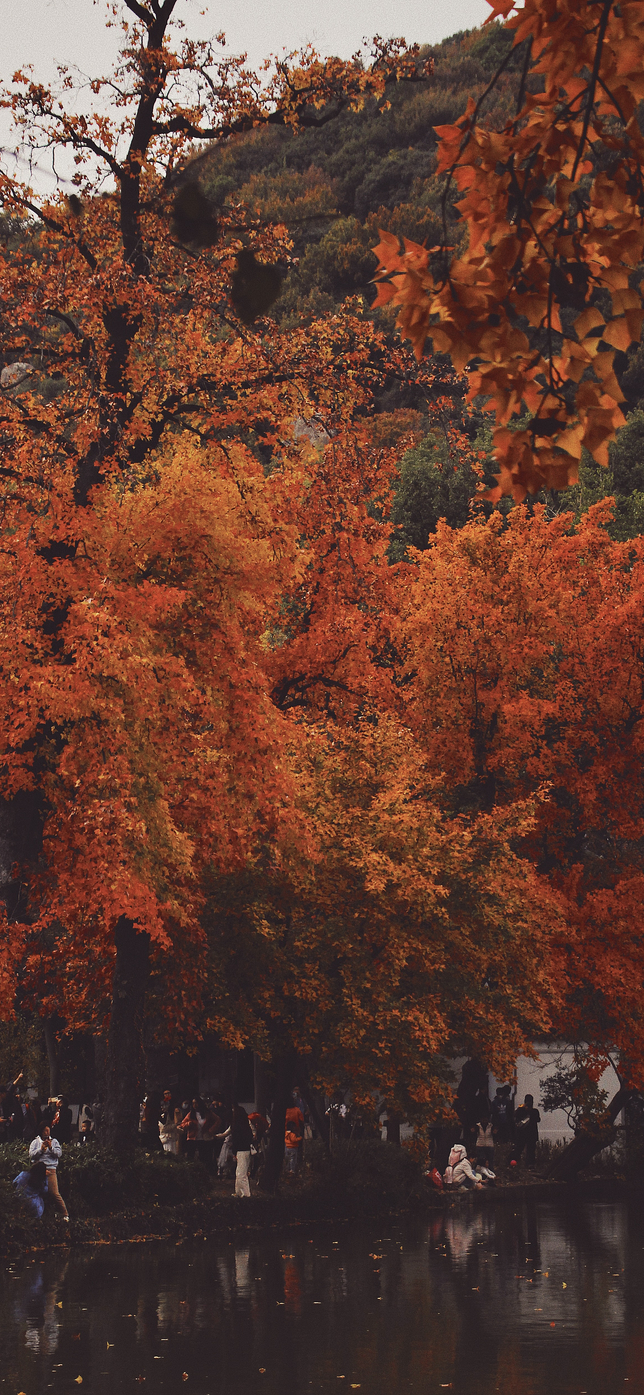 天平山 | 秋已深 冬将至