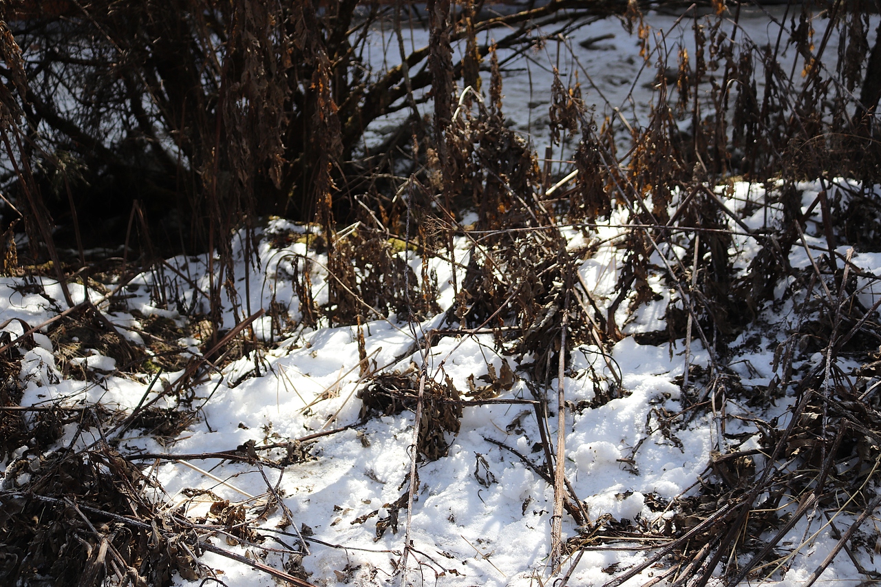 甘孜阿坝藏族 毕棚沟雪景