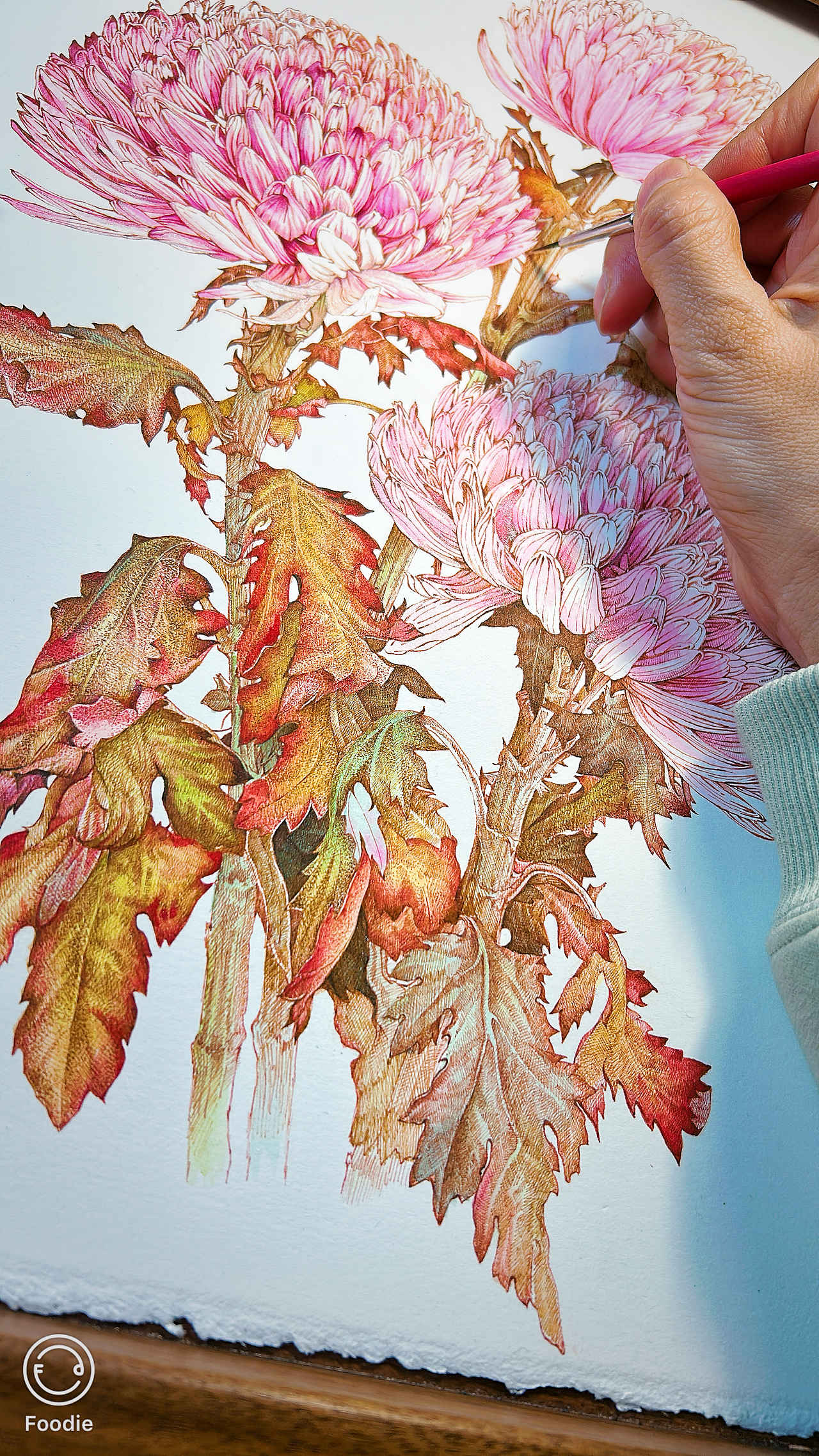 蘸水笔针管笔｜牡丹菊（吸色）