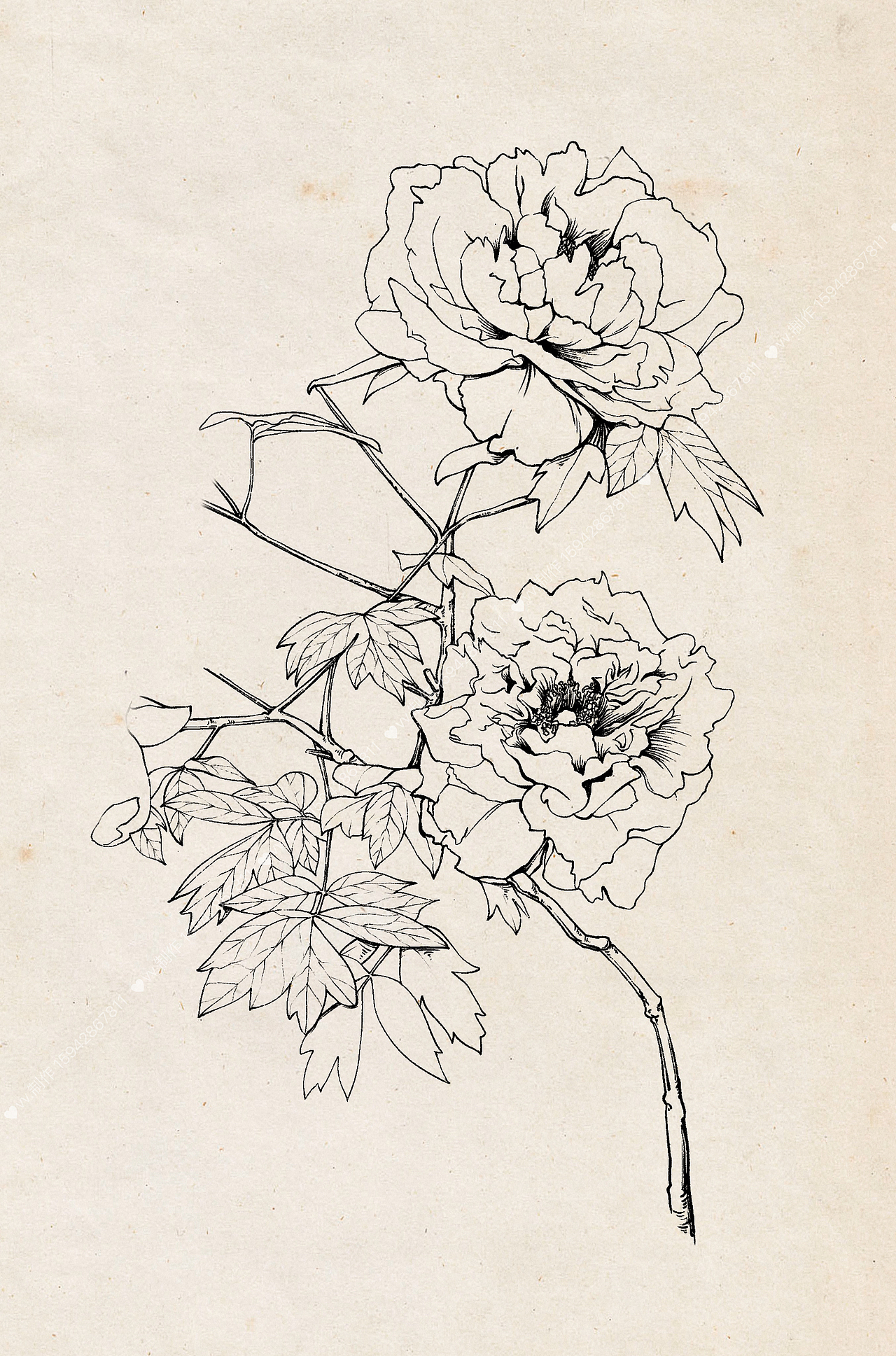 自然笔记-灌木植物-牡丹（图ZMzQ1Mjg4MDUy） - 商业插画 - 站酷设计师盾盾iii原创素材 - 站酷ZCOOL