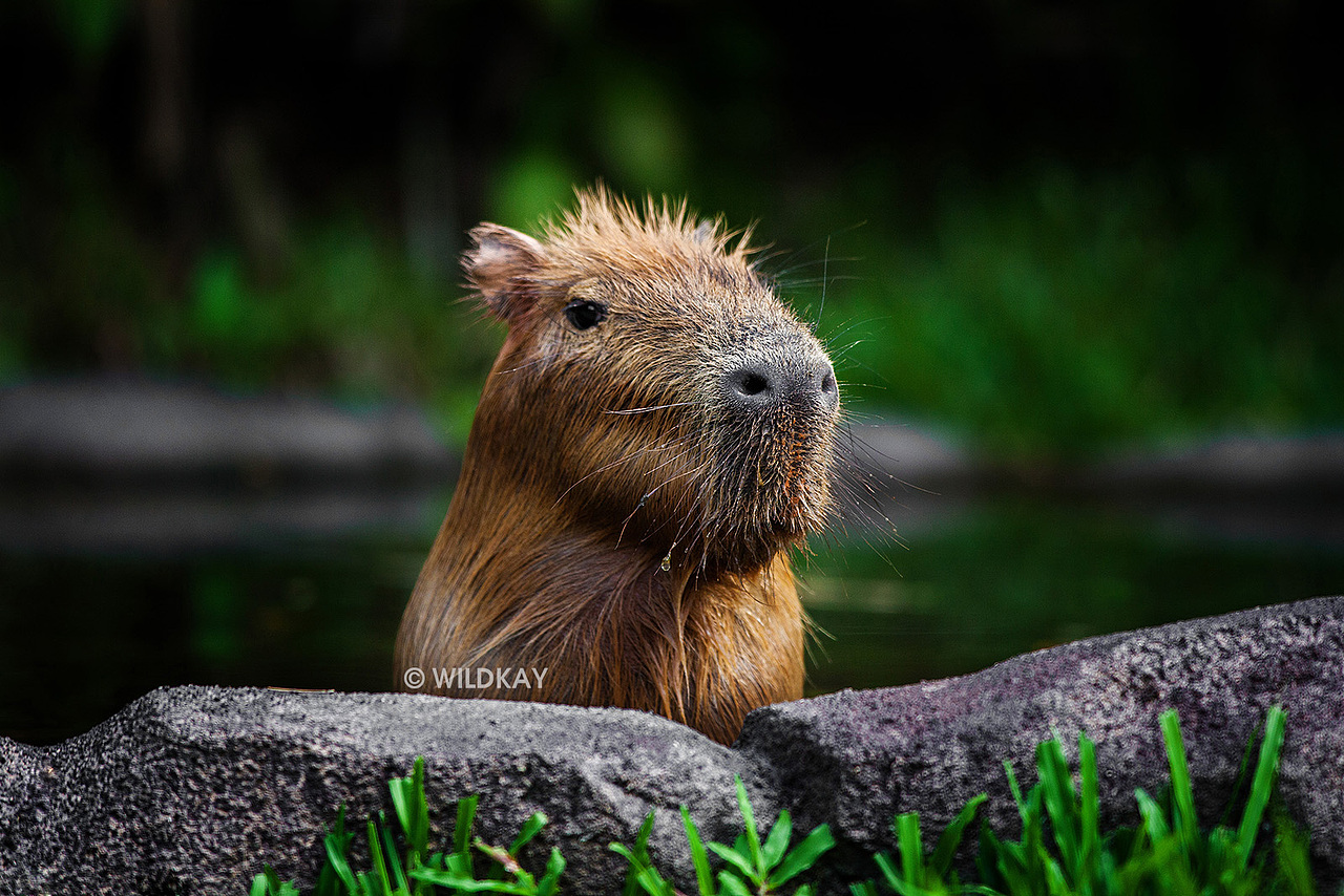 新加坡动物园及环球影城