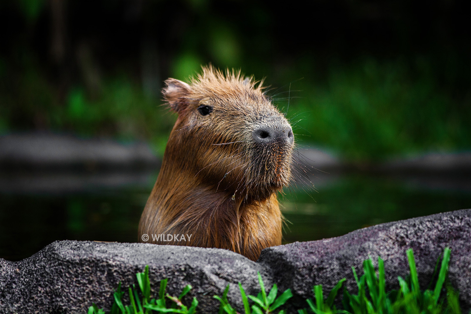 新加坡动物园及环球影城