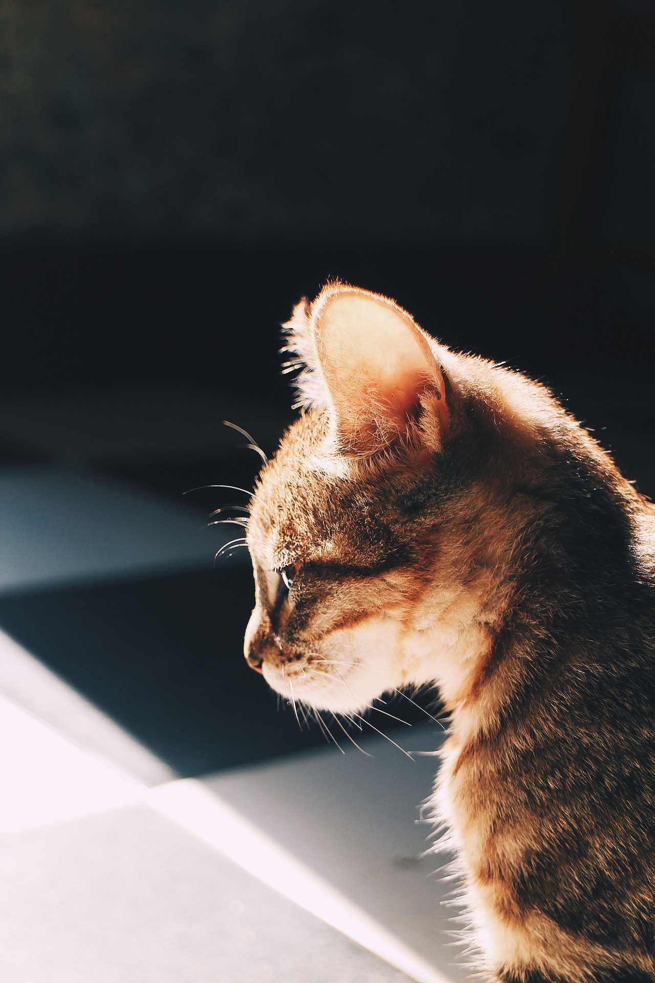 我家有个动物园 / 猫咪篇（图ZMTEyNTIyOTE2） - 宠物摄影 - 站酷设计师歪哎去zz原创素材 - 站酷ZCOOL