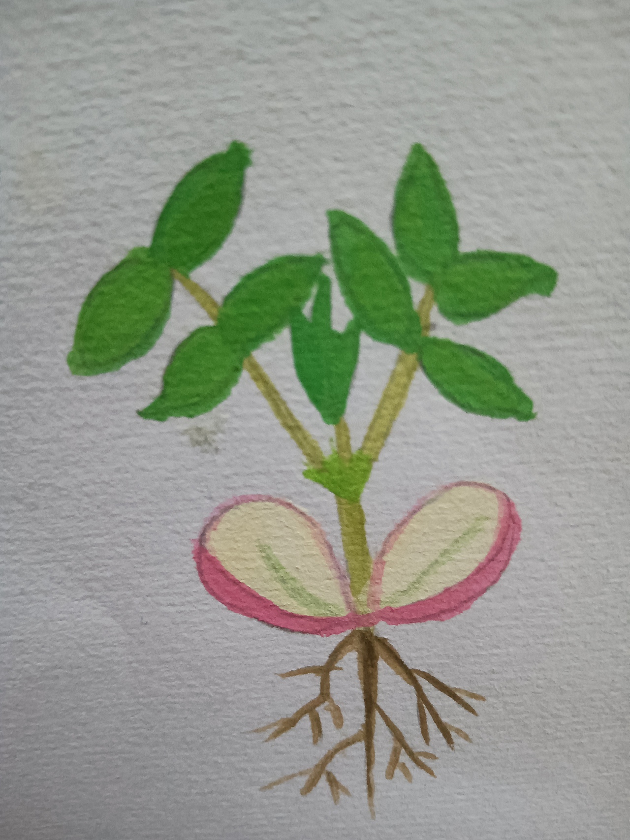 植物生长（花生）（图ZMjU5ODU5OTY0） - 创作习作 - 站酷设计师深海珍珠原创素材 - 站酷ZCOOL