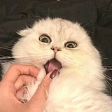 甜星小机灵的头像