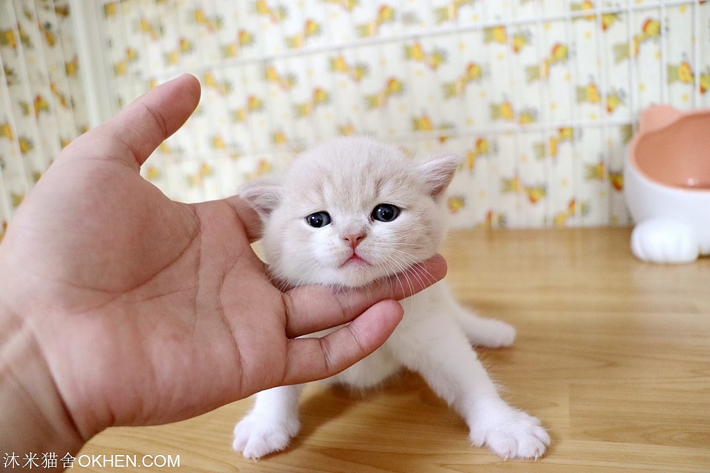 2英短乳白色公二黄