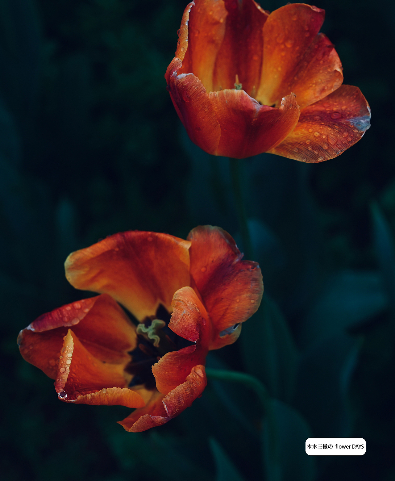 flower flower and flower（图ZMzM1MTgxMjIw） - 其他摄影 - 站酷设计师木木三撇_彬原创素材 - 站酷ZCOOL