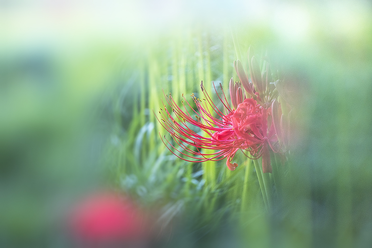 【彼岸花Red Spider Lily】（图ZMTc3MDI1NjQ0） - 风光摄影 - 站酷设计师老陆逍遥原创素材 - 站酷ZCOOL
