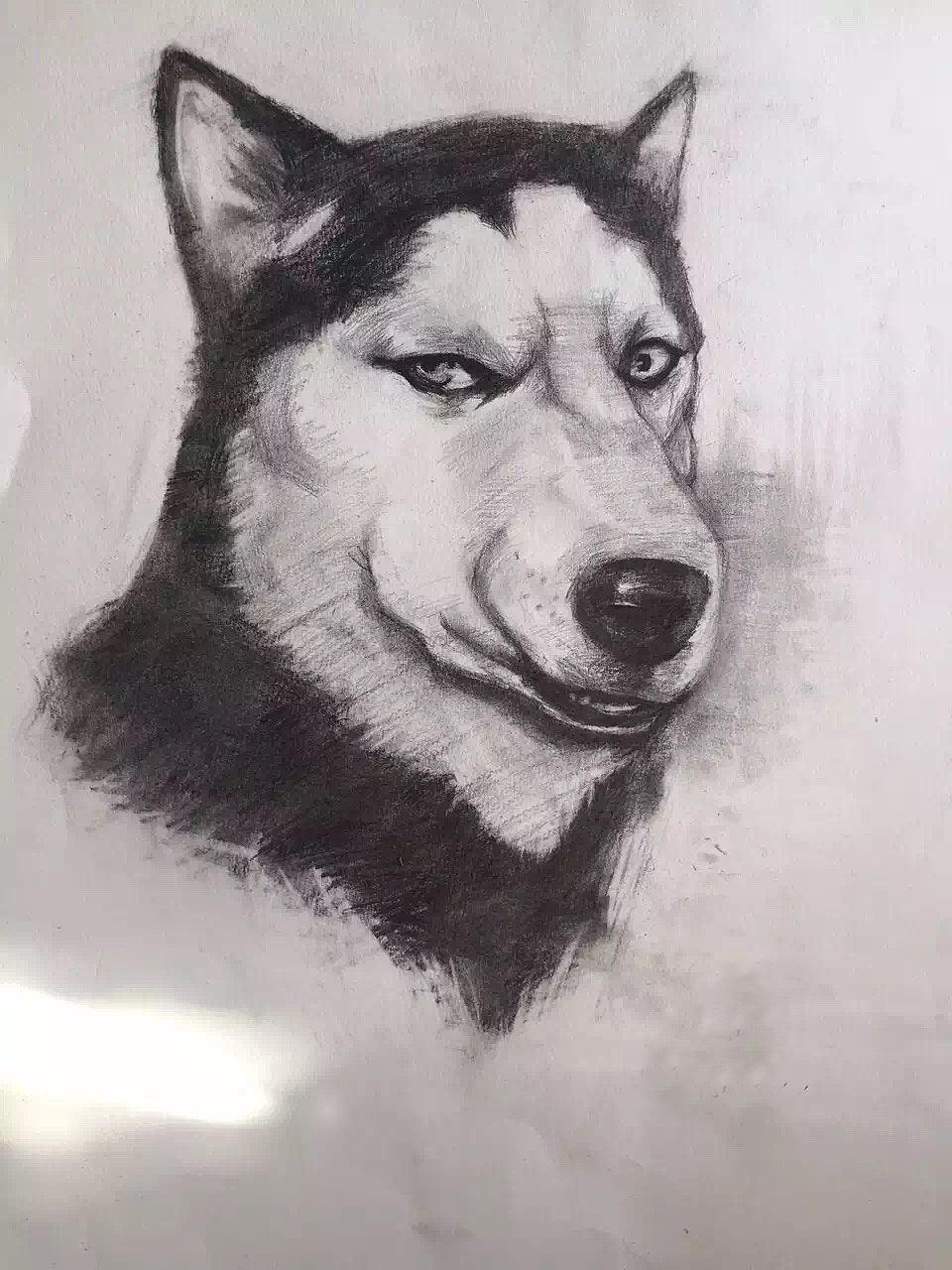 二哈,生活的快乐源泉09