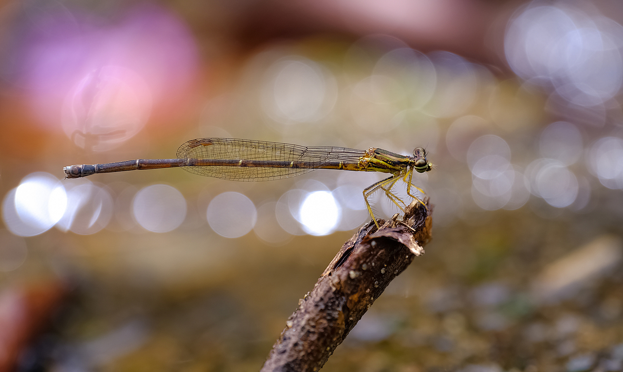 【豆娘】一组圈圈微距摄影（图ZMTc4OTY2NjM2） - 风光摄影 - 站酷设计师瓜哥微距摄影原创素材 - 站酷ZCOOL