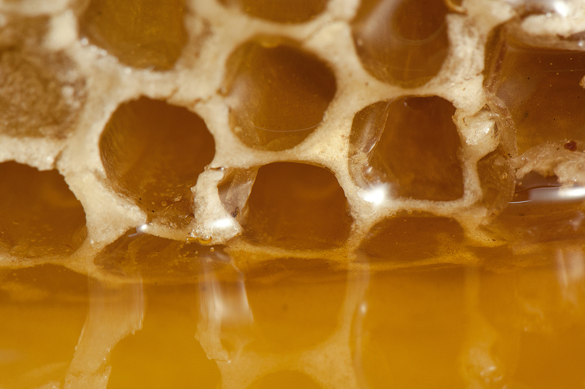 野生蜂蜜|摄影|静物|源头科技 - 原创作品 - 站酷 (ZCOOL)