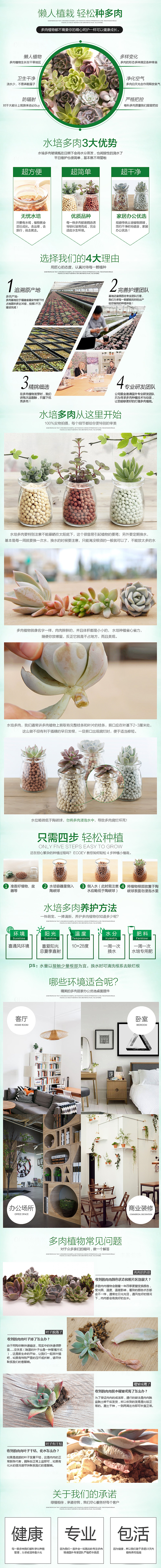 【多肉】天猫淘宝多肉植物小盆栽详情（图ZNDg2MjY1MDg=） - 电商 - 站酷设计师有音乐和啤酒原创素材 - 站酷ZCOOL