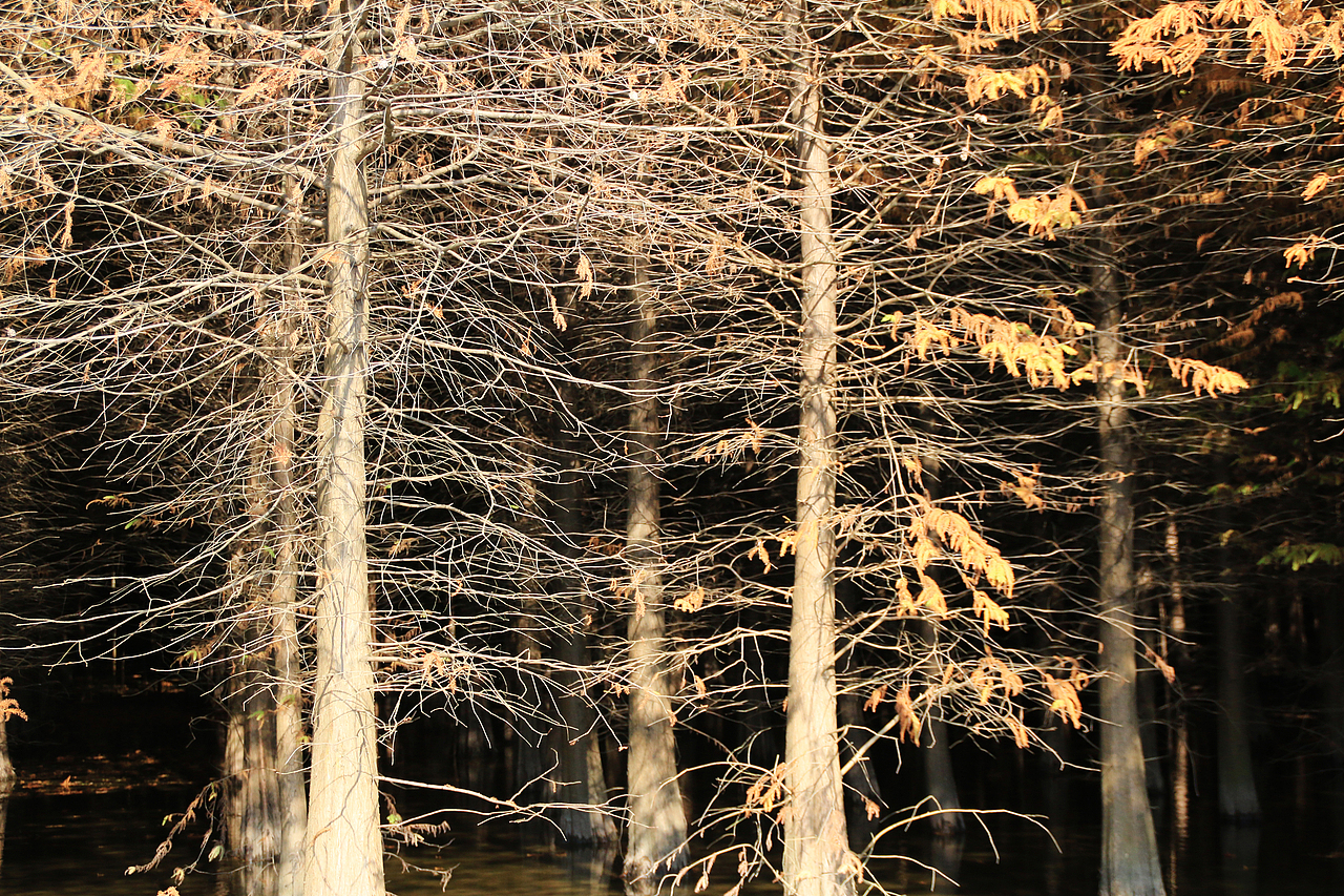 崇明西沙湿地（图ZNjUyODE4NDA=） - 风光摄影 - 站酷设计师1174337661原创素材 - 站酷ZCOOL