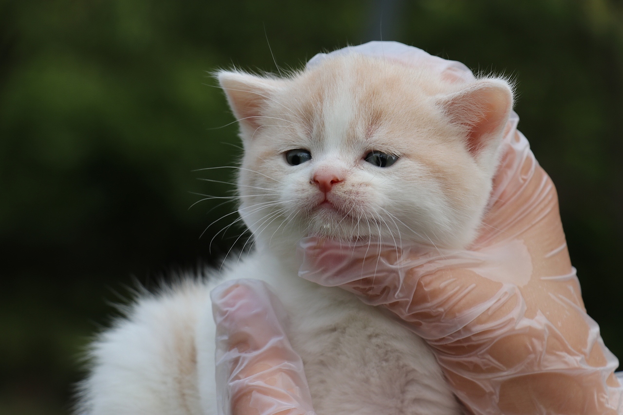 双血统英短\0508英短乳白梵公-熊二-27day450g