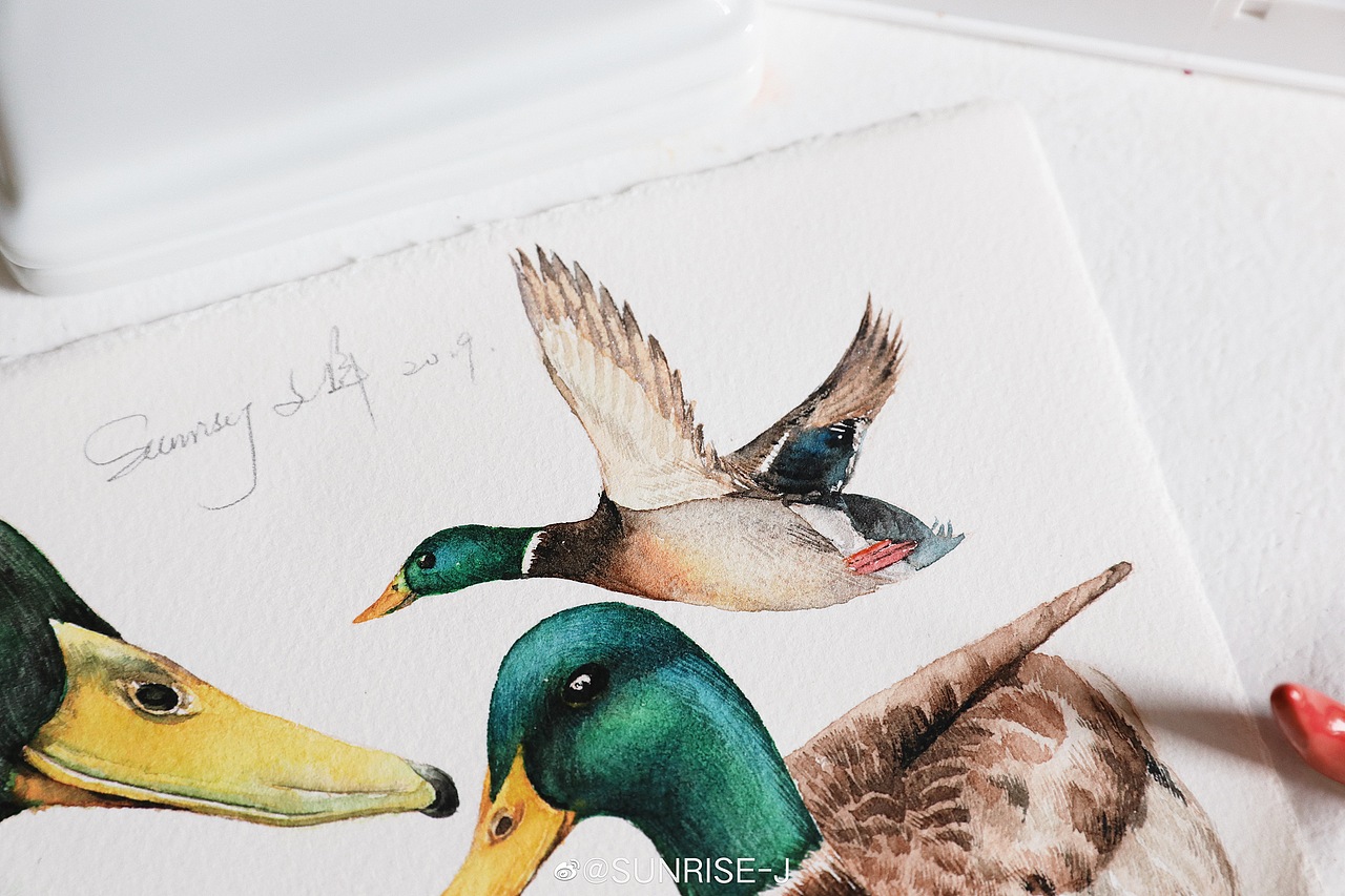 水彩 绿头鸭|插画|商业插画|文静手绘_原创作品-站酷zcool