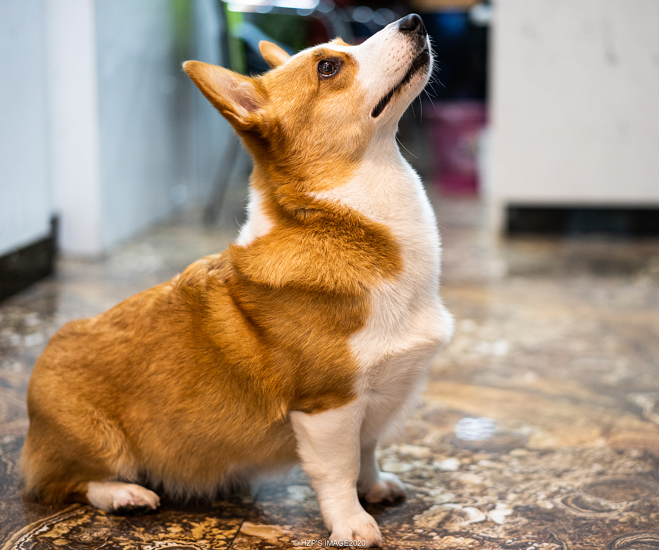 宠物（图ZMjA1Mzk5MDQw） - 宠物摄影 - 站酷设计师下乡种田帅小伙原创素材 - 站酷ZCOOL