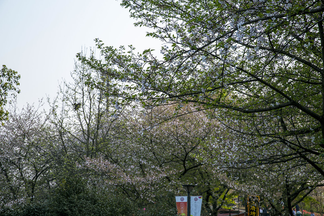 春之花,长沙植物园樱花节