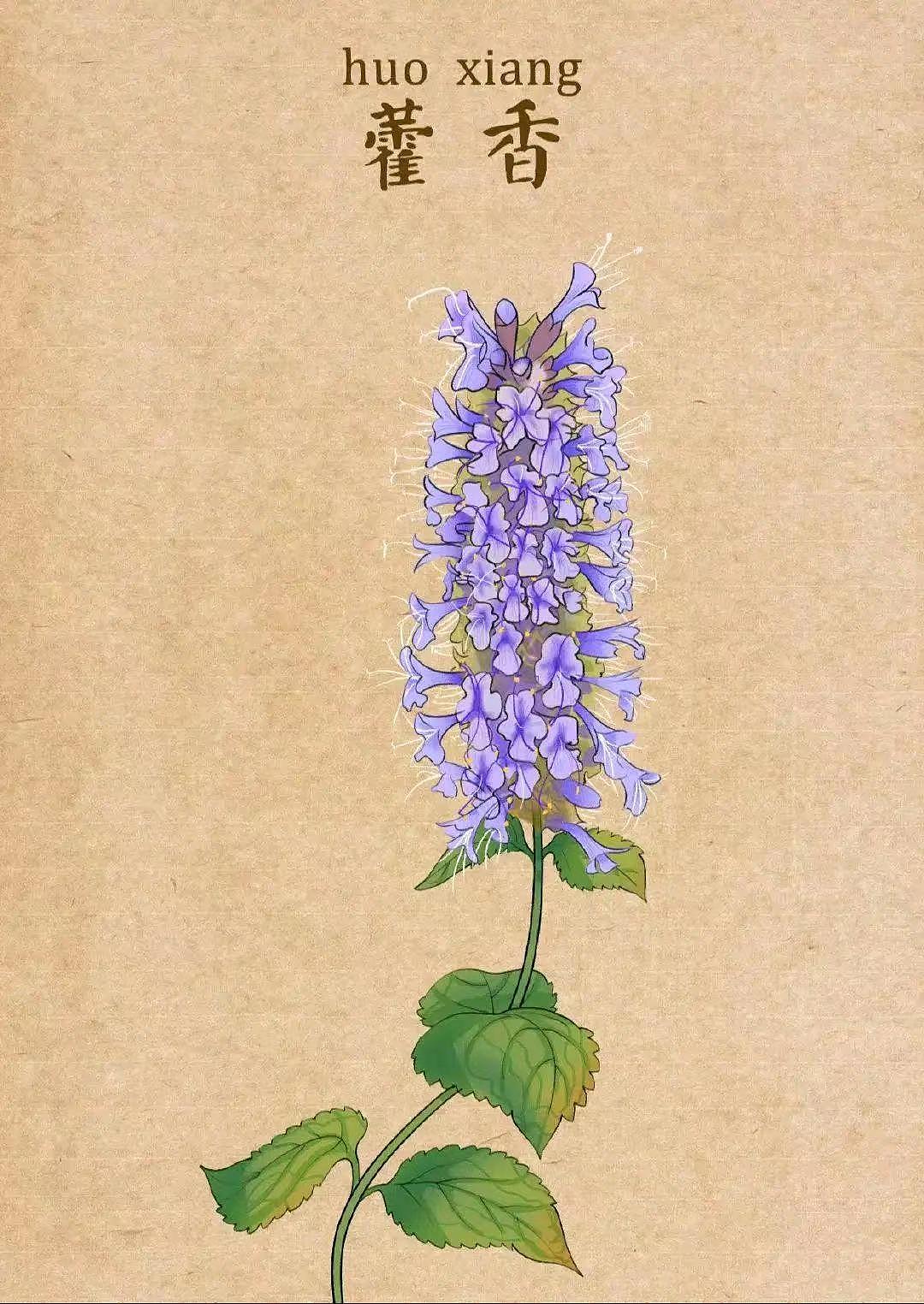 中药插画（图ZMzQ1MDUwNzA4） - 艺术插画 - 站酷设计师龙龍Wsl原创素材 - 站酷ZCOOL