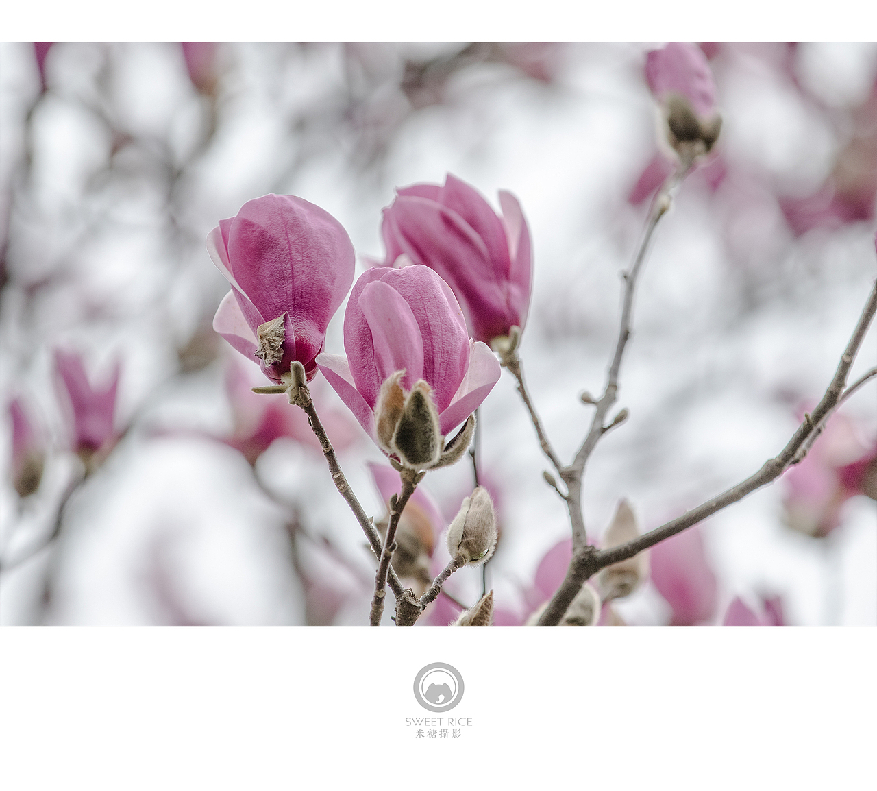 青雨嗅春（图ZNDQwOTU3NzY=） - 风光摄影 - 站酷设计师挂糖原创素材 - 站酷ZCOOL