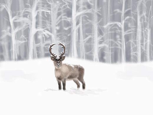 插画习作|《雪》