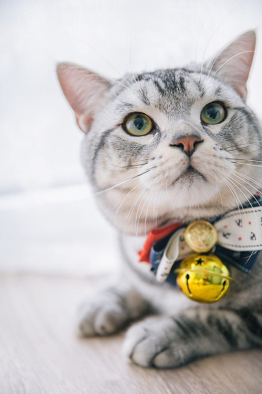 年纪轻轻,猫狗双全!