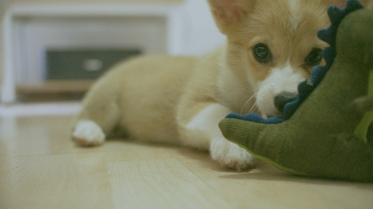 花仔（图ZNTYxOTM1NjA=） - 宠物摄影 - 站酷设计师seasonjune原创素材 - 站酷ZCOOL