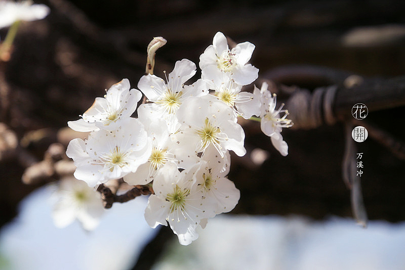 花开·万溪冲