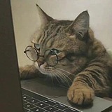 一只大西呱的头像