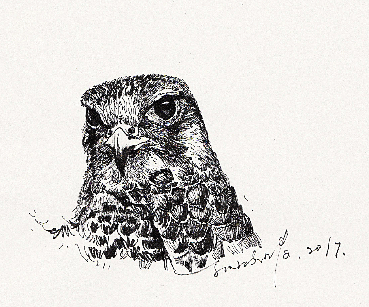 小张：2017张速写启航（图ZNjgwNTIyNjg=） - 绘画 - 站酷设计师張曉晴原创素材 - 站酷ZCOOL