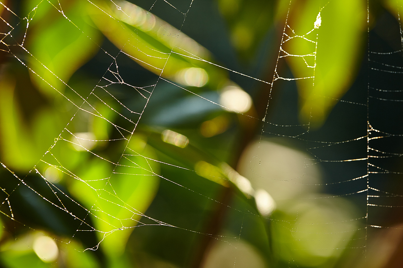 夏日蜘蛛网|摄影|风光摄影|xiaoxiaomm007 - 原创作品 - 站酷 (ZCOOL)
