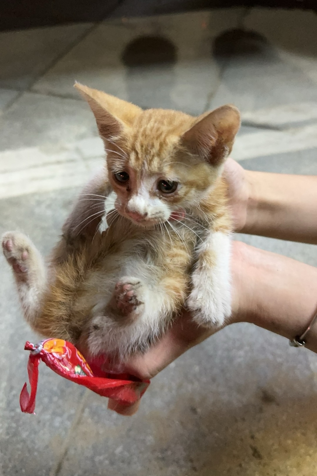 我在垃圾桶旁边捡到的找垃圾吃的小橘猫。