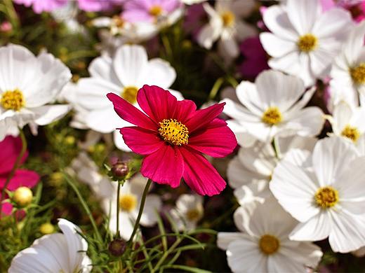 萩錄（個人主頁-ZMjQ3NTc3ODg=） - 風(fēng)光攝影 - 站酷設(shè)計師Anldy花原創(chuàng)素材 - 站酷ZCOOL