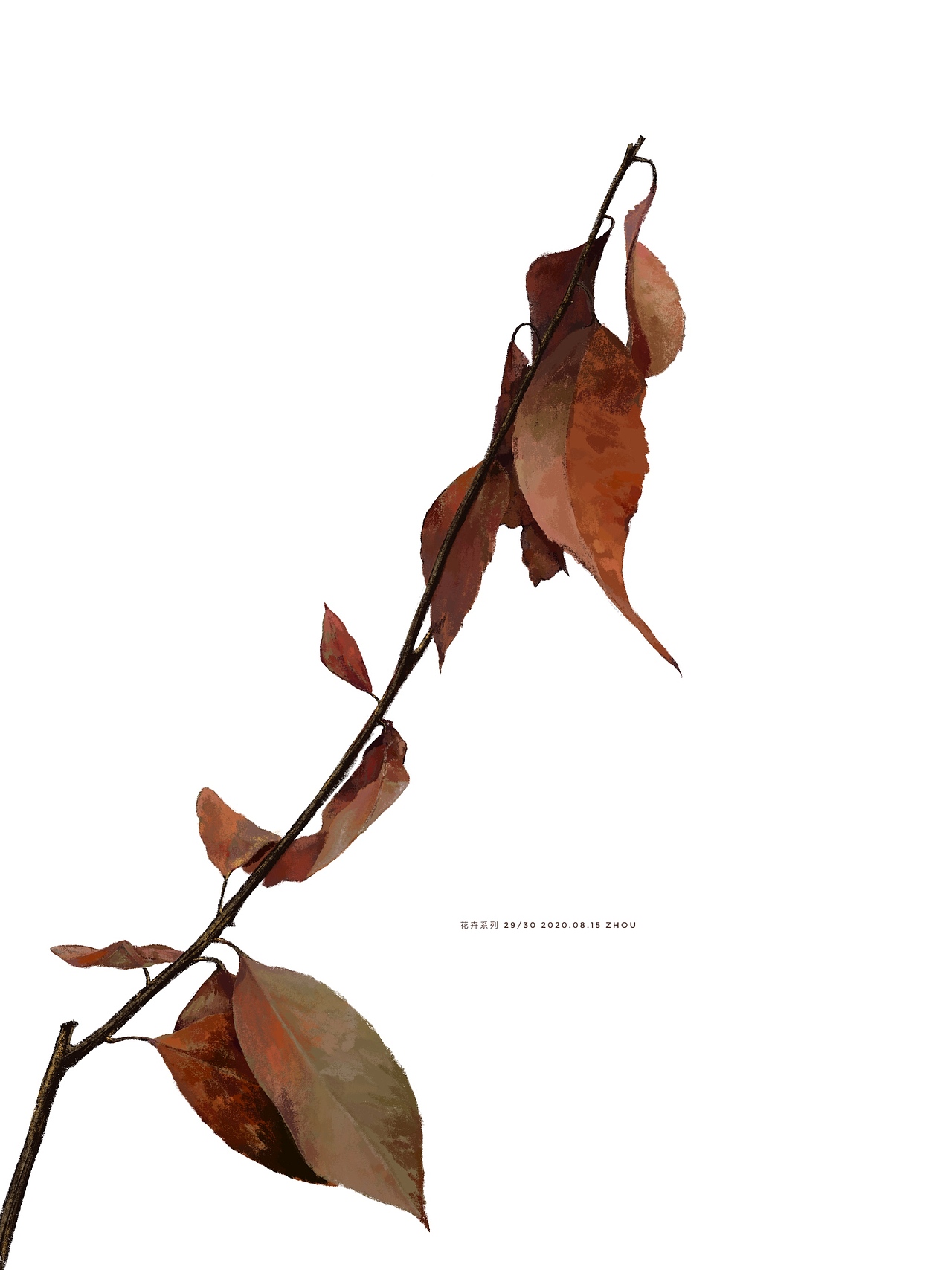 花卉系列 29/30
