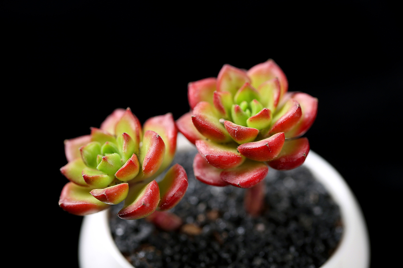 多肉植物 绿植 盆栽 蒂亚（图ZNjg5MjkzNjg=） - 产品摄影 - 站酷设计师niuniu18721原创素材 - 站酷ZCOOL