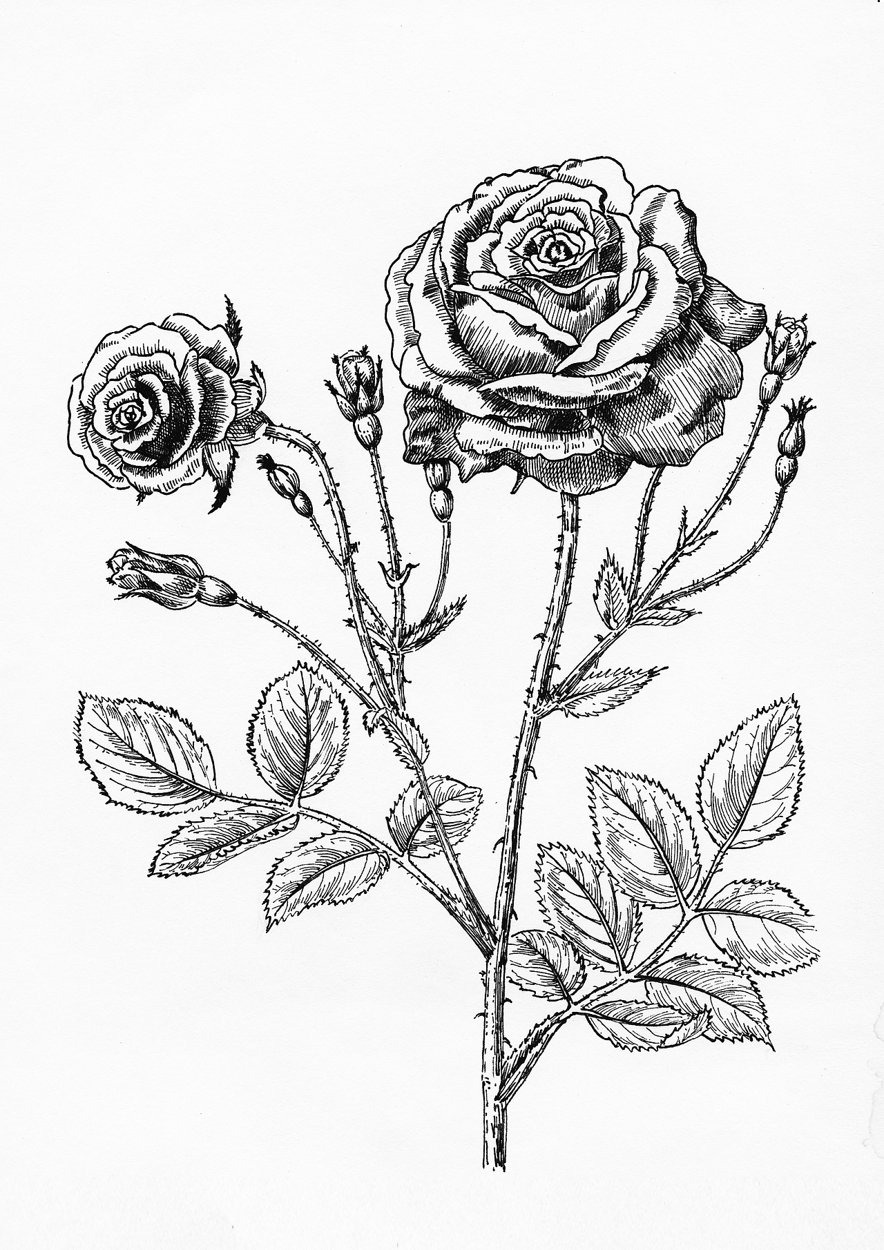 線描花卉（圖ZMTAzODg2NTE2） - 繪畫 - 站酷設(shè)計師蔣小蟲原創(chuàng)素材 - 站酷ZCOOL