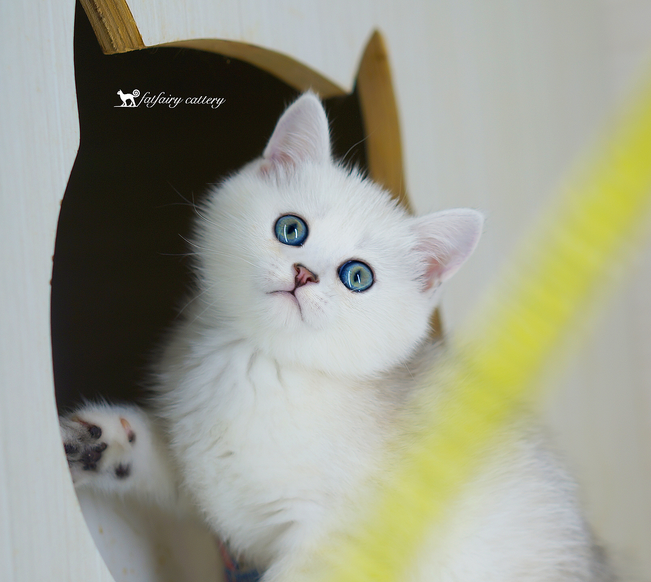 寵物貓/一些最近拍的 *【panda西原創(chuàng)作品4】（圖ZMTYzMjk5NDk2） - 寵物攝影 - 站酷設(shè)計(jì)師Panda西原創(chuàng)素材 - 站酷ZCOOL