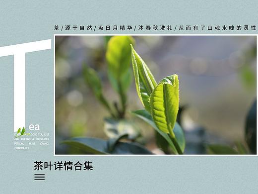 茶叶详情