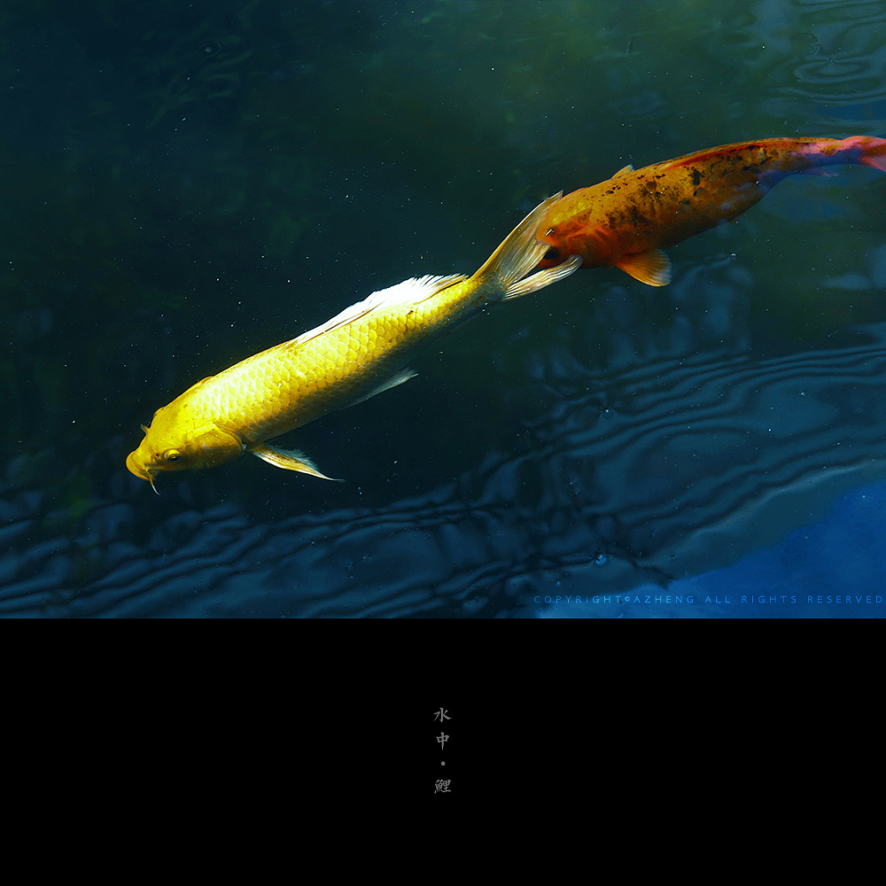   摄影 > 水中 ·鲤