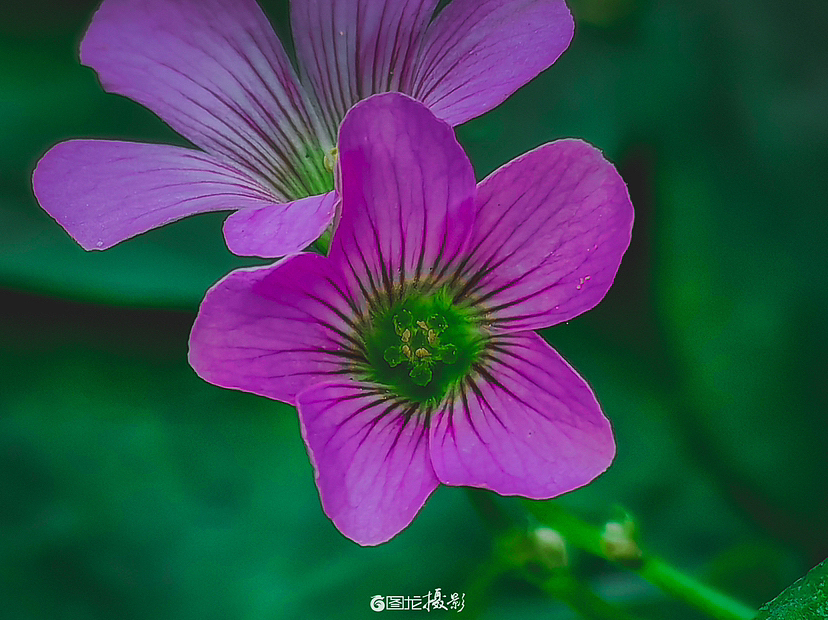 夏日时光(手机摄影)