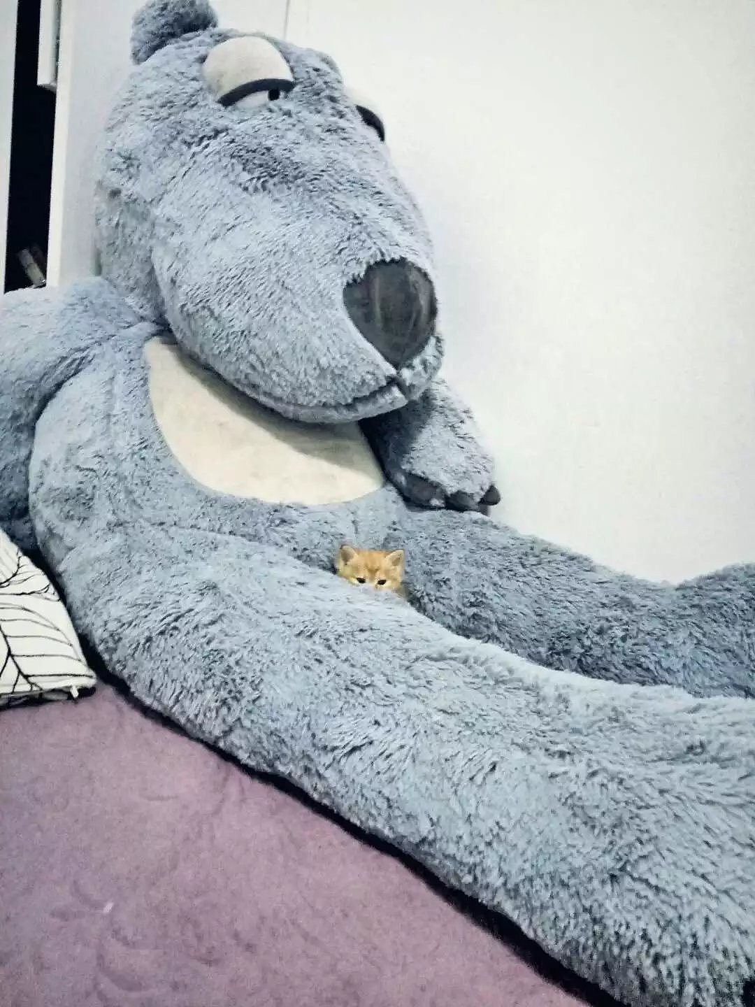 菜刀眼黄豆芽的日常（图ZODEwMzg1NTY=） - 宠物摄影 - 站酷设计师violasean原创素材 - 站酷ZCOOL