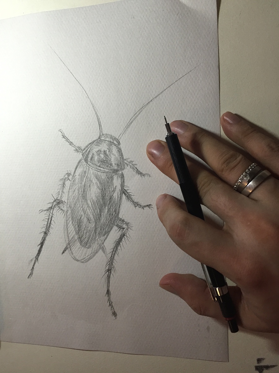 蟑螂怎么画素描画图片