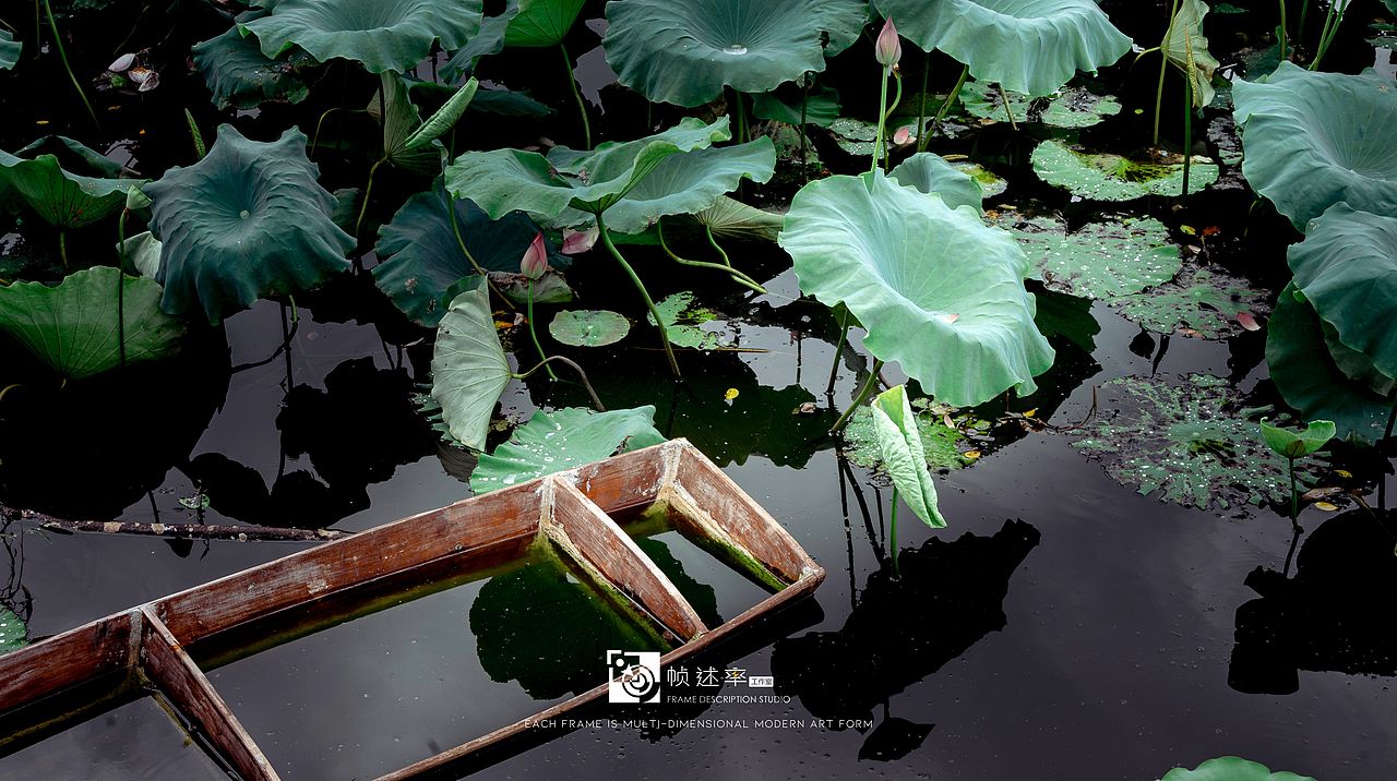 小荷才露尖尖角，早有蜻蜓立上頭（圖ZMzc2Nzc0NTc2） - 風(fēng)光攝影 - 站酷設(shè)計(jì)師攝影師樂樂原創(chuàng)素材 - 站酷ZCOOL