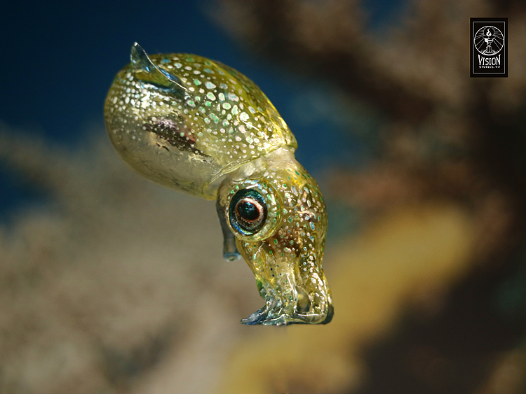 蔚蓝海洋下的美丽耳乌贼