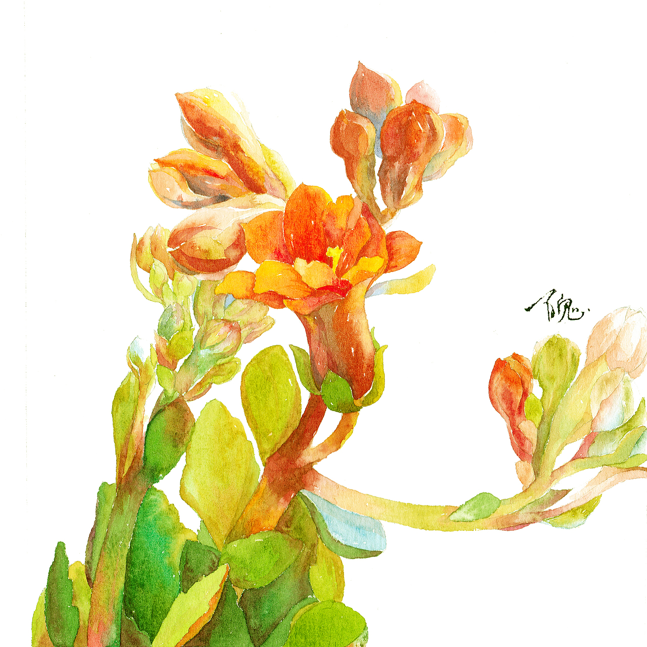 水彩长寿花绘画过程图